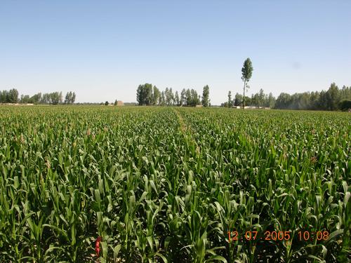 生产基地图片 (2).JPG